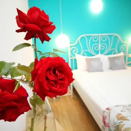 Comfort * 티미쇼아라